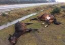 Two ponies killed in the New Forest