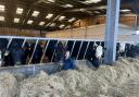 Alison Johnson alongside her cows Picture: NFU Mutual