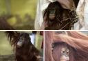 Orphan orangutan Kayan has settled in at Monkey World in Dorset