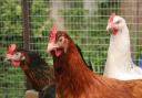 This is how you can prevent catching bird flu, says the NHS
