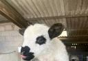 One of the rare shalais lambs  at Farmer Palmers