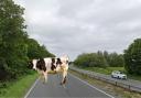 Moooo-ve over! Cow on busy dual carriageway causes chaos