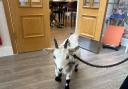 Ant the goat trotting around the care home.
