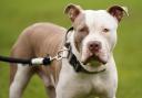 XL Bully owners have less than one week left to exempt their dog from the law