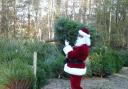 The Christmas tree shop is open at Moors Valley
