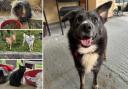 Could you give any of these Dorset pets a home?