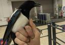Bye bye birdie: Magpie checks out of Bournemouth Tesco