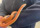 RSPCA with the missing corn snake from Corfe Mullen.
