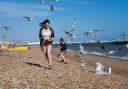 During the breeding season, gulls have launched attacks on people, says BPCA.