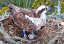 Female Osprey CJ7 protecting her first egg on the nest, taken via Birds of Poole Harbour livestream webcam