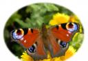 Butterfly report for 2012