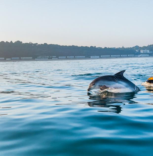 Bournemouth Echo: Dolphin in the water near to Bournemouth Pier - Alex Deutsch