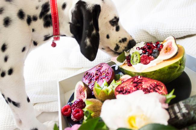 Pet owners face £20,000 fines and jail time for feeding their pets a vegan diet. (Canva)
