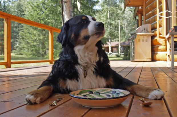 Bournemouth Echo: You should seek expert advice before changing your pet's diet. (Canva)