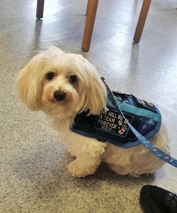 Bournemouth Echo: Flump, the Maltese multipurpose assistance dog