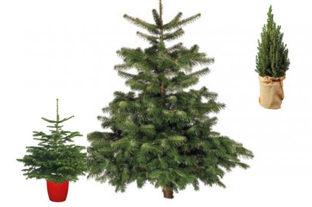 Bournemouth Echo: Lidl is offering indoor and outdoor Christmas trees (Lidl)