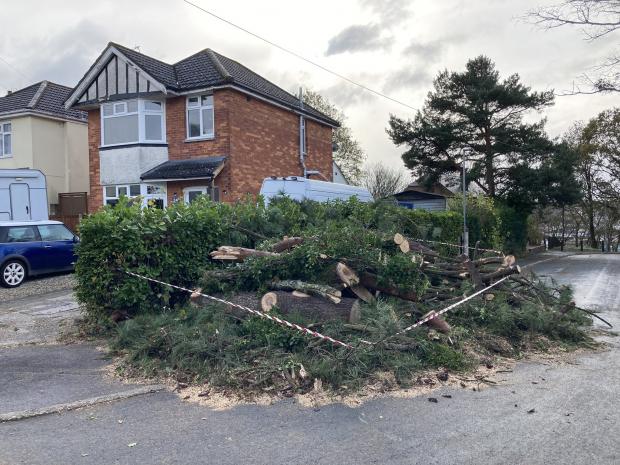 Bournemouth Echo: Aftermath of tree falling in Cornelia Crescent, Poole