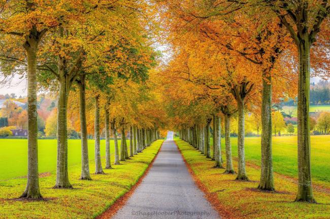 A favourite spot for our Echo Camera Club Dorset members to see the stunning array of autumnal colours is the Beech ‘Avenue of Trees’ at Moor Crichel. Many beautiful photographs have been posted on our Facebook group this one is captured by