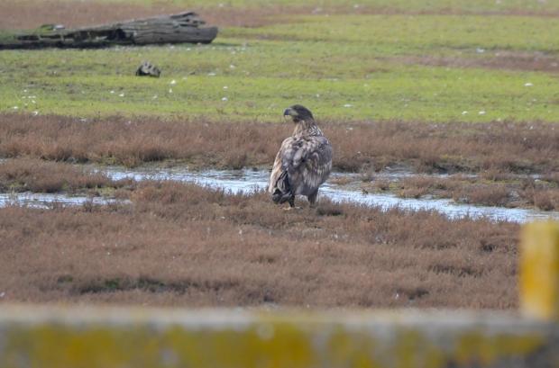 Bournemouth Echo: White-tailed Eagle on the ground in Brownsea Lagoon. Picture: Stuart Pentland