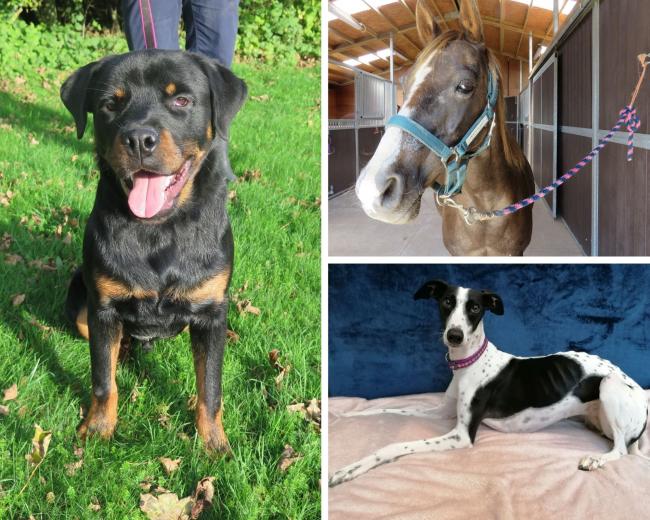 Gorgeous animals in need of a forever home