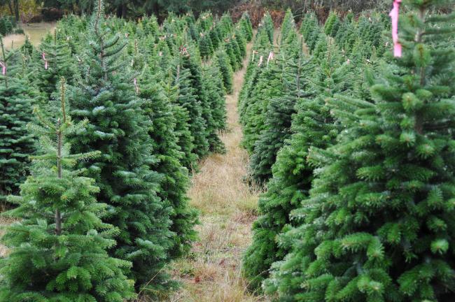 A Generic Photo of a Christmas tree farm. See PA Feature GARDENING Trees. Picture credit should read: PA Photo/thinkstockphotos. WARNING: This picture must only be used to accompany PA Feature GARDENING Trees..