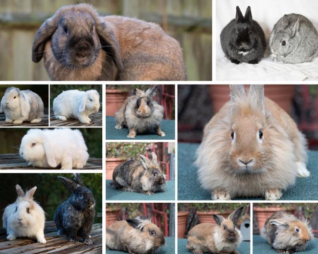 ADOPT ME: These rabbits are all being cared for at Waggy Tails Rescue, hoping to find their forever homes.