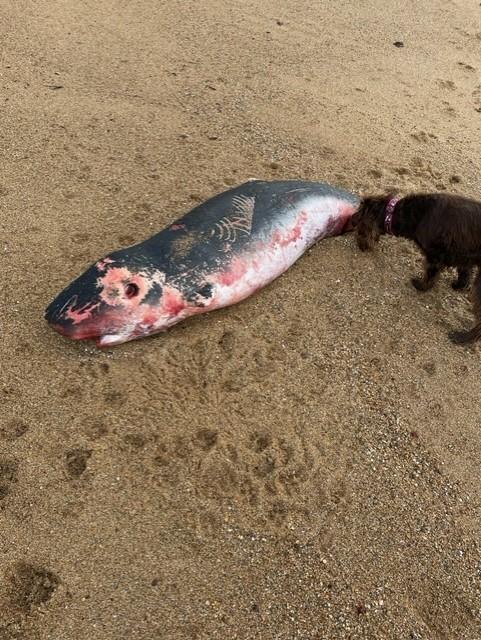 Bournemouth Echo: A deceased pygmy sperm whale was found by a dog walker on Burton Bradstock beach. Picture: Toby Hyde