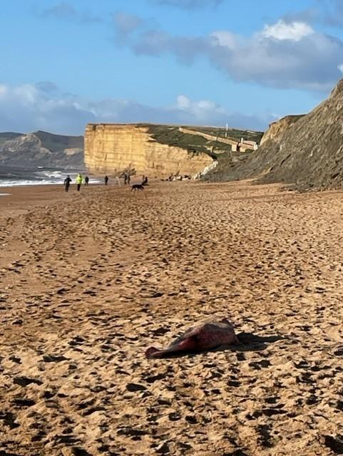 Bournemouth Echo: A deceased pygmy sperm whale was found by a dog walker on Burton Bradstock beach. Picture: Toby Hyde