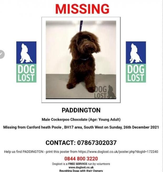 Bournemouth Echo: Westbourne dog Paddington has gone missing in Canford Heath.
