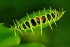 Undated Handout Photo of a venus fly trap. See PA Feature GARDENING Gifted. Picture credit should read: Alamy/PA. WARNING: This picture must only be used to accompany PA Feature GARDENING Gifted.
