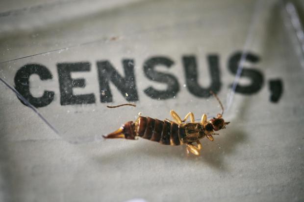 Bournemouth Echo: An insect, which died at some point in the last 100 years, being removed from the pages of the 1921 Census at the Office for National Statistics (ONS) near Southampton. Photo via PA.