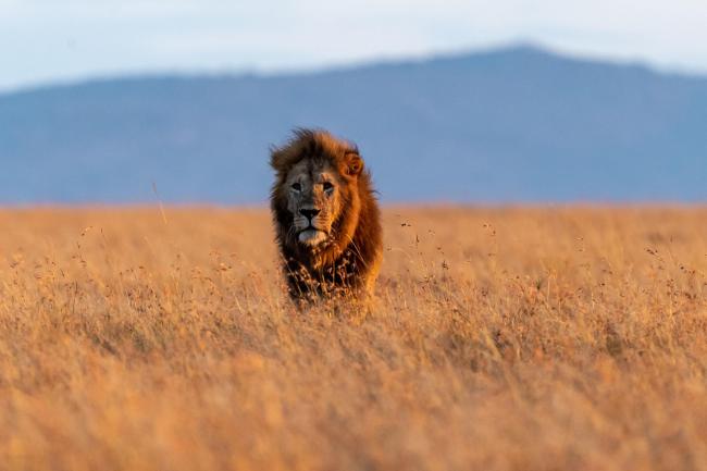 Travel: Why a safari in Kenya is the mental reset we all need in 2022