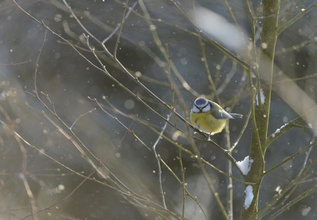 Blue Tit by Ben Andrew
