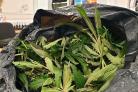 Bin bag full of cannabis discovered in Upper Parkstone bin. Picture: Dorset Police