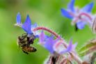 A honey bee on a borage flower Picture: Alamy/ PA