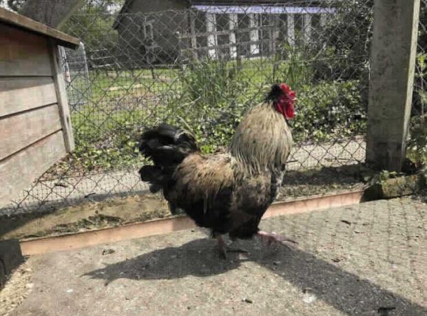 Bournemouth Echo: Wyatt is sure to turn your chickens' heads. Picture: RSPCA