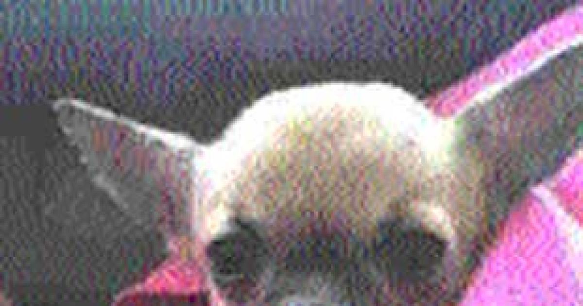Dramatic Sad Chihuahua Dog GIF