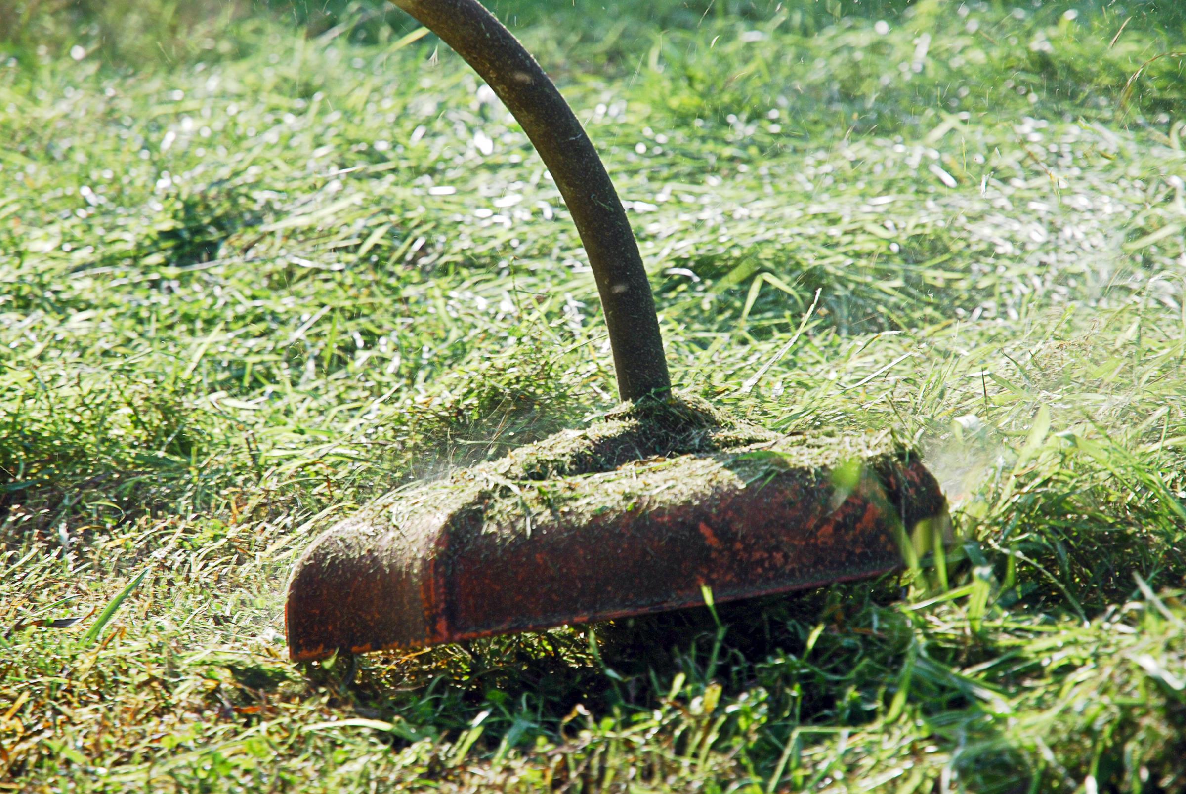 Swanage Town Council report increase in unpicked dog poo - Vimarsana News