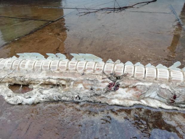 Bournemouth Echo: Basking shark spine discovered by Fisherman's Wharf, Southbourne. Picture: Ali Wood