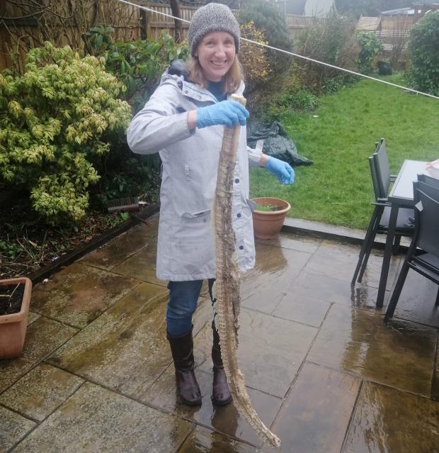 Bournemouth Echo: Ali Wood with the basking shark spine she discovered by Fisherman's Wharf, Southbourne