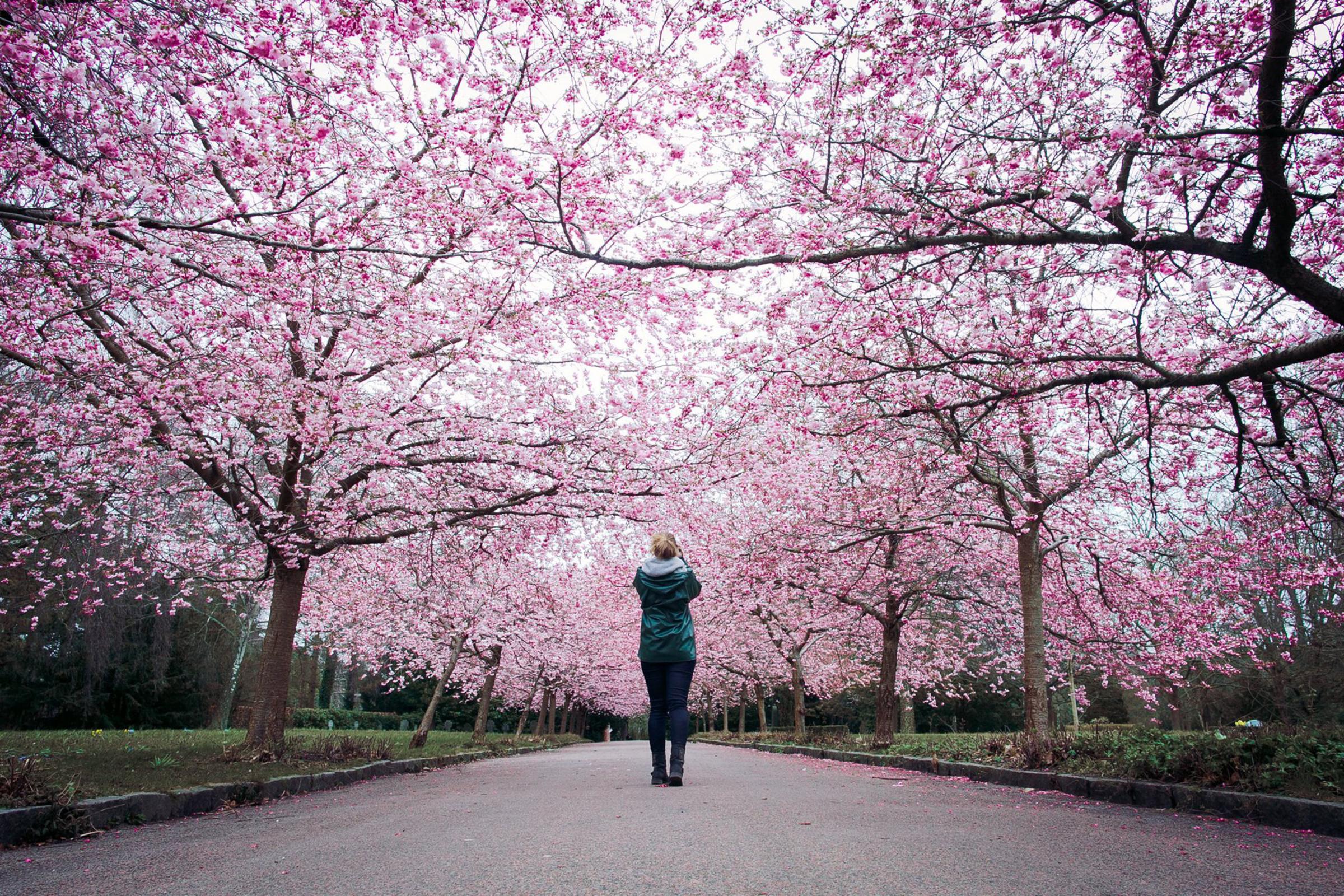 日本に行けないときに桜を探す場所