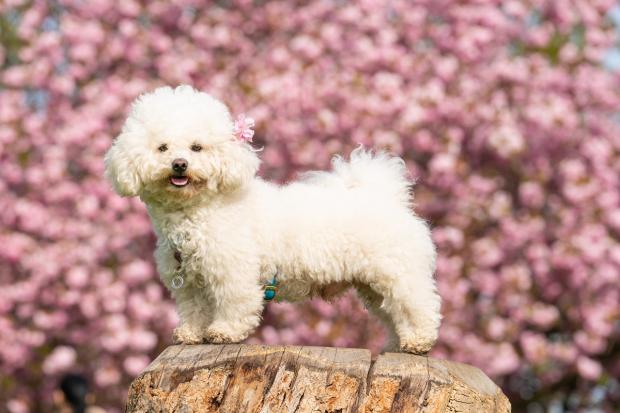 Bournemouth Echo: Momo the old bichon frise enjoying spring in Greenwich Park, London. Picture: PA