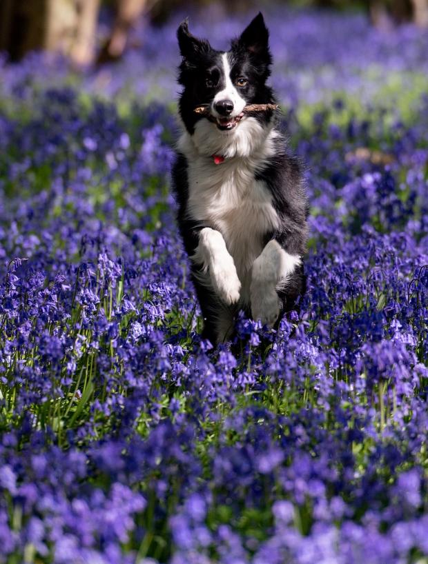 Bournemouth Echo: Keeping an eye out for risks means your pet can enjoy spring as much as you do. Picture: PA
