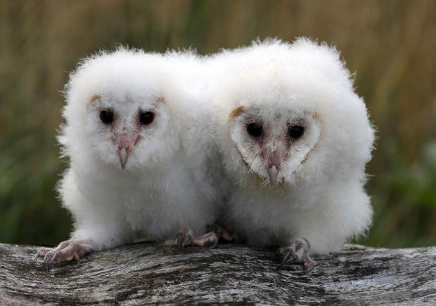 Bournemouth Echo: White barn owls Peek and Boo at Blair Drummond Safari Park (Andrew Milligan/PA)