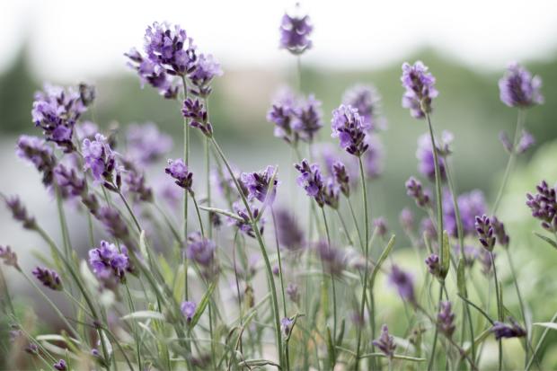 Bournemouth Echo: Lavender field. Credit: Canva