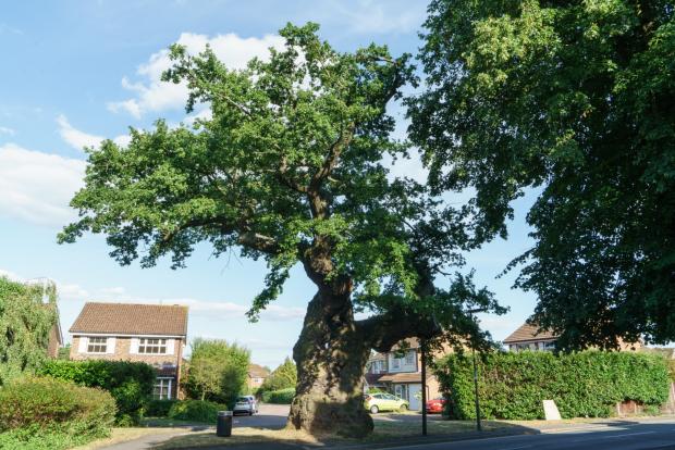 Bournemouth Echo: Oak trees could damage your property. (PA)