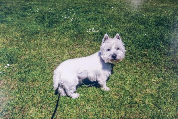 Bournemouth Echo: West Highland terrier Ben