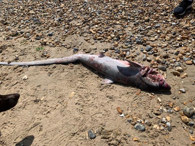 Bournemouth Echo: The Thresher shark washed up on Southbourne beach. Picture: Georgina and Tim de Glanville 