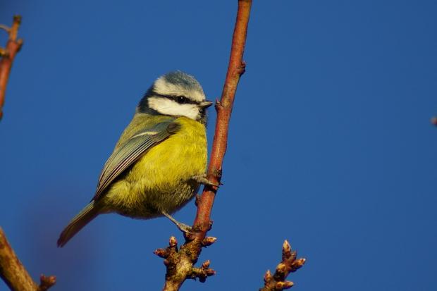 Blue tit Picture: Will George