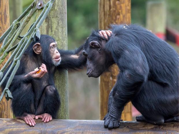 Bournemouth Echo: Monkey World is a sanctuary to chimps, orangutans, gibbons and more. Picture: Tripadvisor